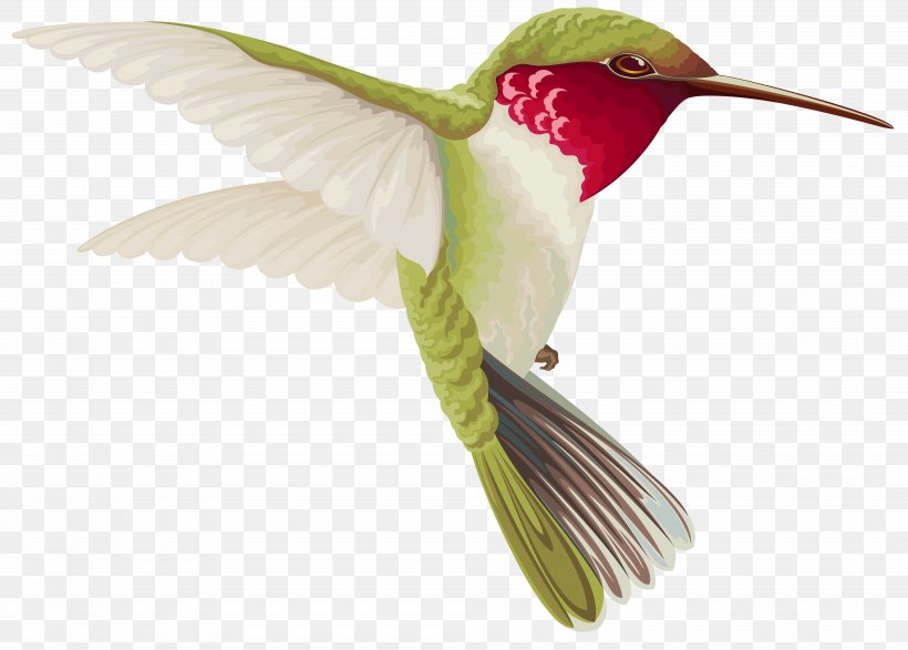 Hummingbird Drawing Clip Art, PNG, 8000x5732px, Hummingbird, Beak, Bird, Decoupage, Drawing Download Free