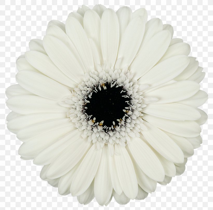 Mans Allure Gerbera Transvaal Daisy Cut Flowers Common Daisy, PNG, 1100x1088px, Mans Allure Gerbera, Assortment Strategies, Black And White, Color, Common Daisy Download Free