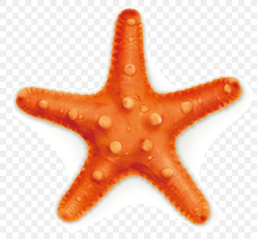Euclidean Vector Starfish Photography Illustration, PNG, 1533x1423px, Starfish, Drawing, Echinoderm, Invertebrate, Marine Invertebrates Download Free