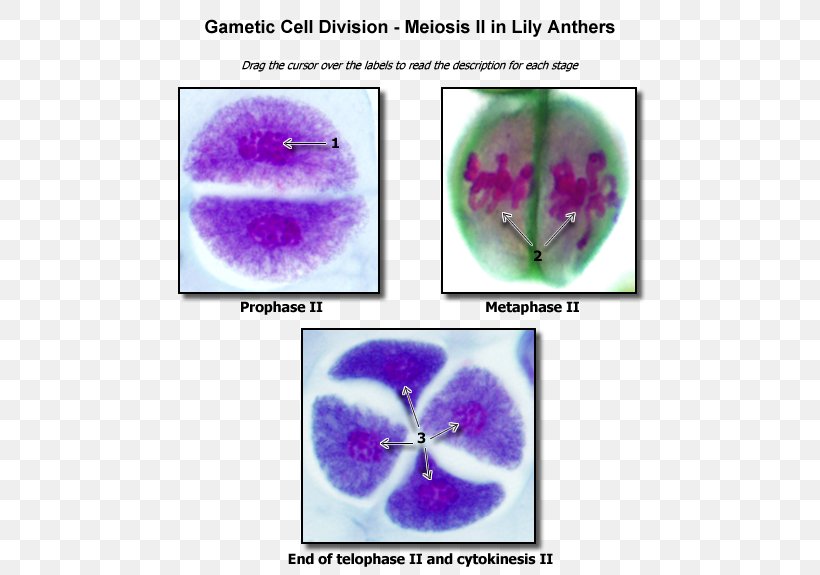 Meiosis Cell Division Biology Nucleolus, PNG, 600x575px, Meiosis, Antera, Biology, Cell, Cell Division Download Free