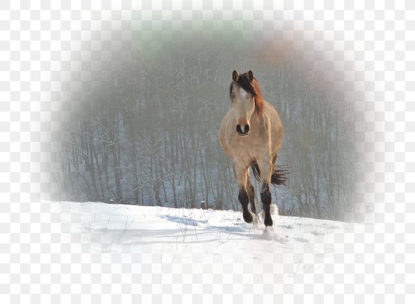 Mustang Stallion Mare Pack Animal Mane, PNG, 800x600px, Mustang, Horse, Horse Like Mammal, Livestock, Mane Download Free