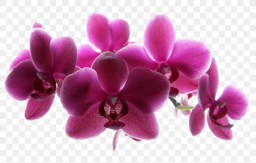 Orchids Mk-Avto, Avtoservis Photography Image Flower, PNG, 900x574px, Orchids, Black, Blossom, Blue, Camera Download Free