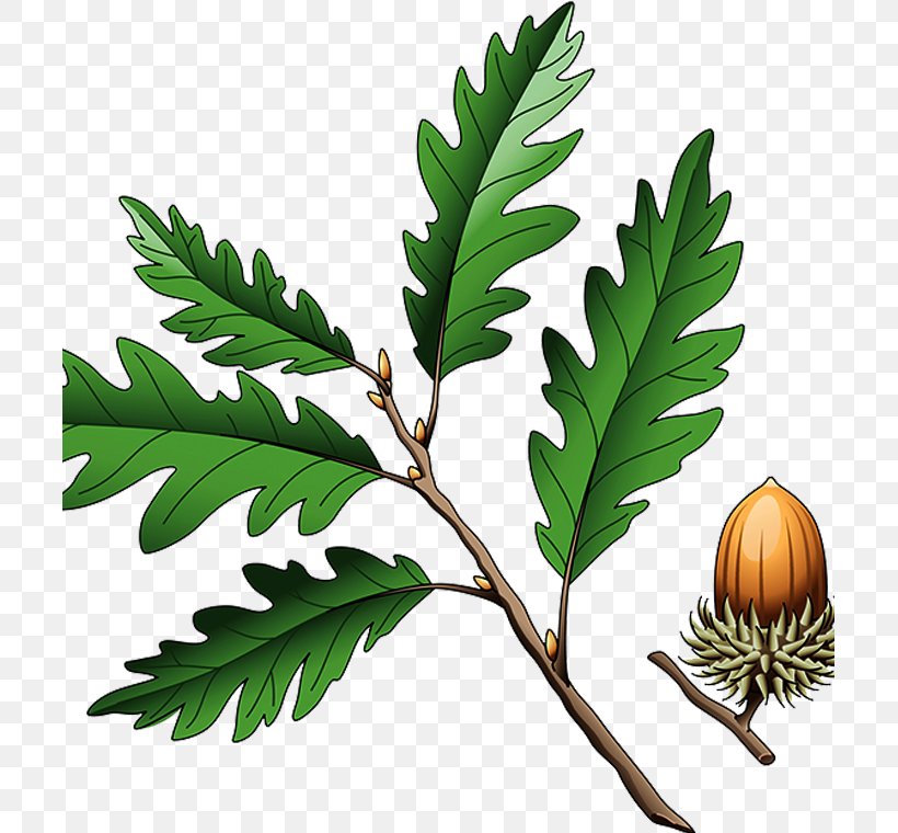 Southern Live Oak Quercus Coccinea Quercus Cerris Illustration, PNG, 705x760px, Southern Live Oak, Acorn, Branch, Drawing, Leaf Download Free