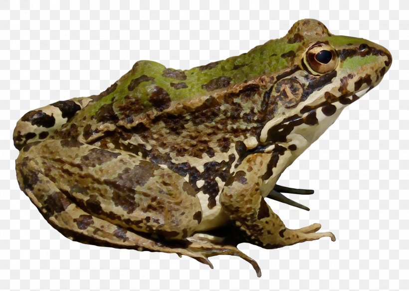 American Bullfrog Amphibians Transparency, PNG, 1570x1117px, Frog, American Bullfrog, American Water Frogs, Amphibian, Amphibians Download Free