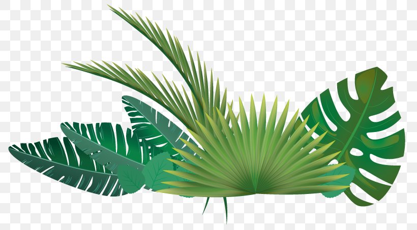 Palm Trees Clip Art Leaf Vector Graphics, PNG, 801x453px, Palm Trees, Arecales, Borassus Flabellifer, Botany, Flower Download Free