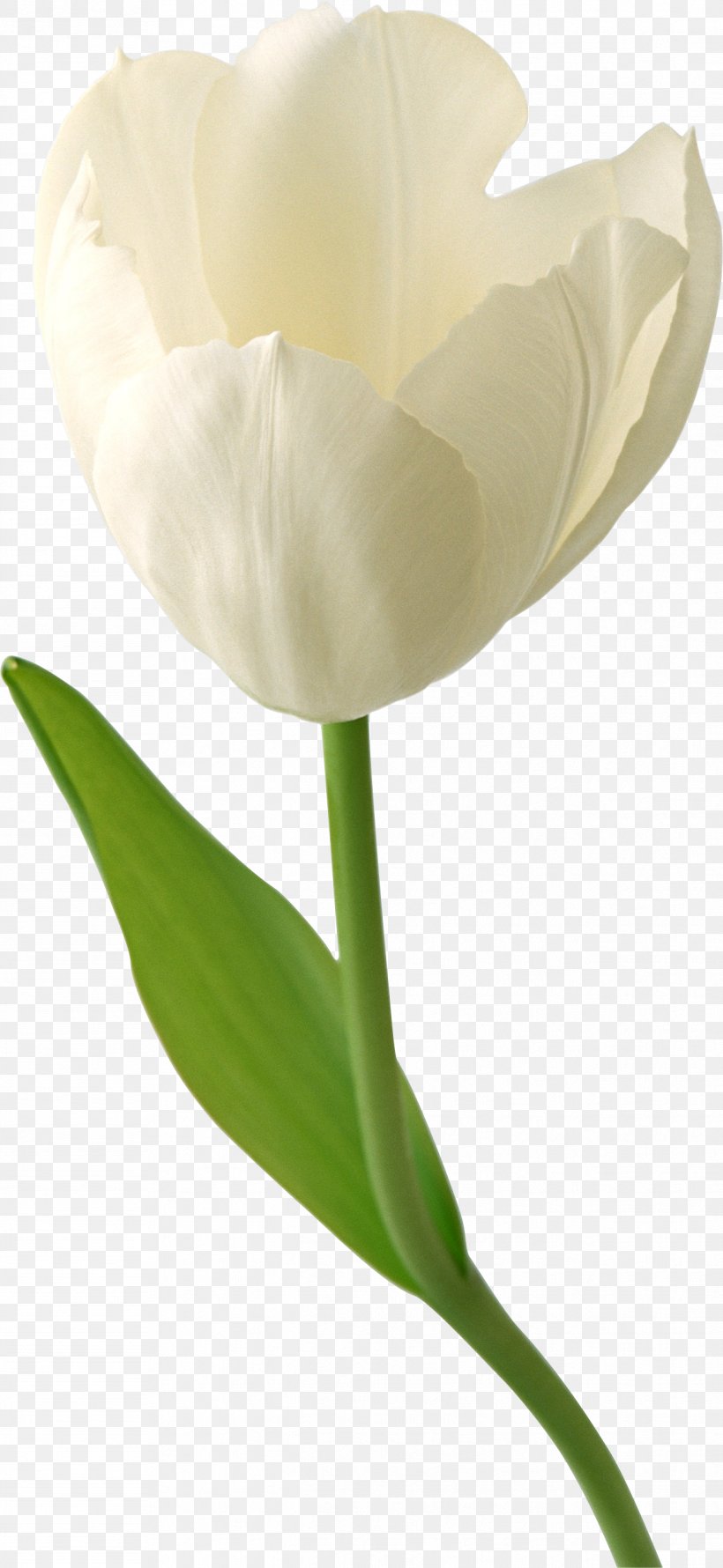 Tulip Desktop Wallpaper Flower High-definition Television Wallpaper, PNG, 1243x2699px, 4k Resolution, Tulip, Arum, Bud, Calas Download Free