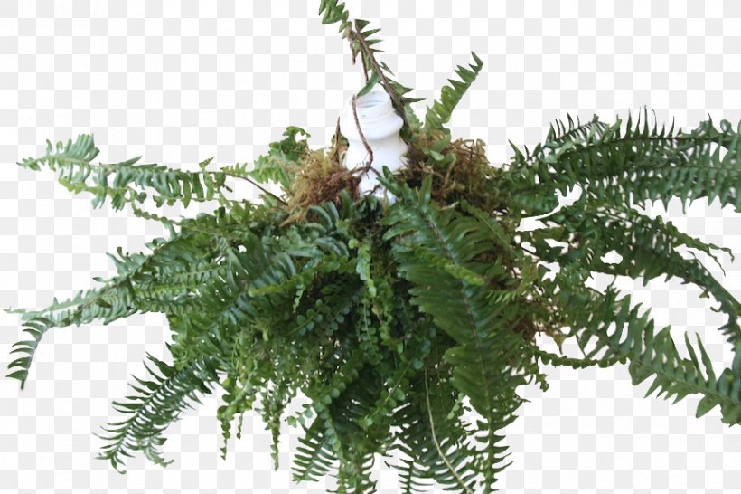 Angiopteris Evecta Fern Vascular Plant Botany, PNG, 864x576px, Angiopteris Evecta, Angiopteris, Botany, Charms Pendants, Dryopteris Ludoviciana Download Free