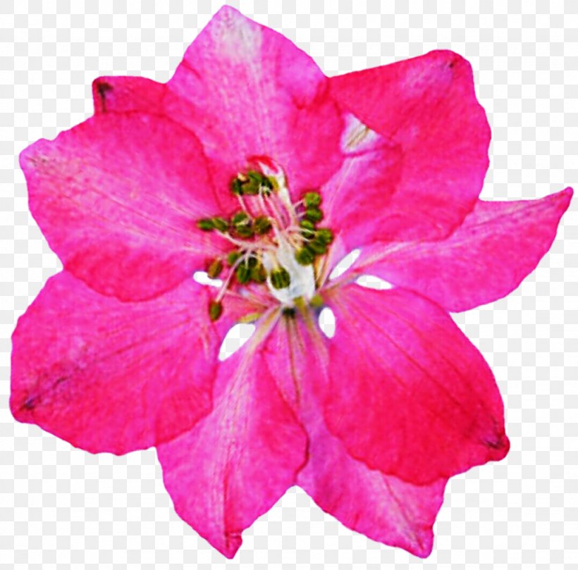 Azalea Rose Family Annual Plant Herbaceous Plant, PNG, 1024x1011px, Azalea, Annual Plant, Blossom, Family, Flower Download Free