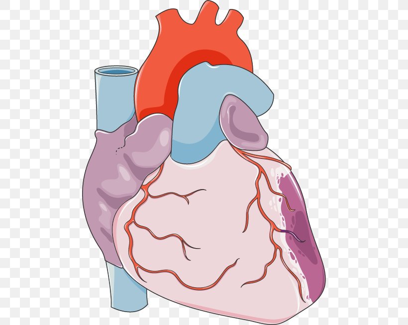 Heart Coronary Artery Bypass Surgery Coronary Artery Disease Cardiovascular Disease, PNG, 490x655px, Watercolor, Cartoon, Flower, Frame, Heart Download Free