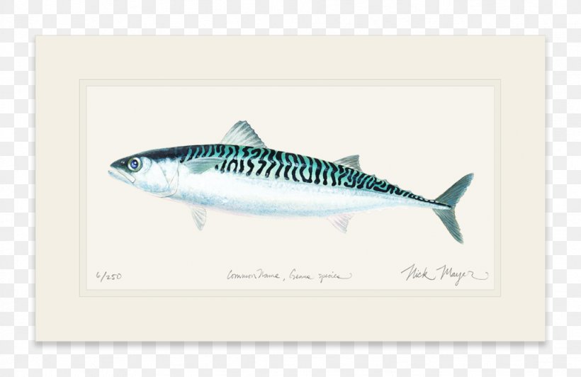 Mackerel Striped Bass Yellowfin Tuna Sardine, PNG, 1023x664px, Mackerel, Atlantic Bluefin Tuna, Bass, Bigeye Tuna, Bonito Download Free