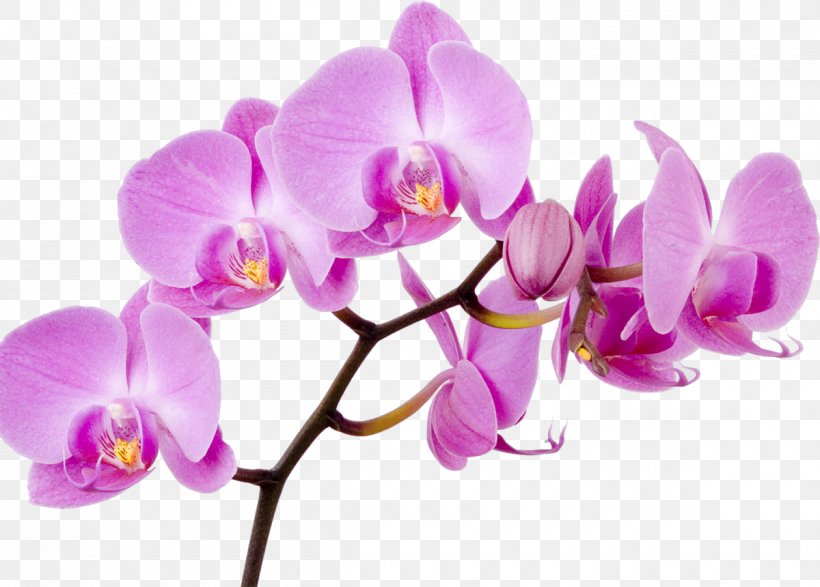 Moth Orchids Flower Singapore Orchid Clip Art, PNG, 1200x860px, Orchids, American Orchid Society, Boat Orchid, Cattleya Orchids, Cut Flowers Download Free