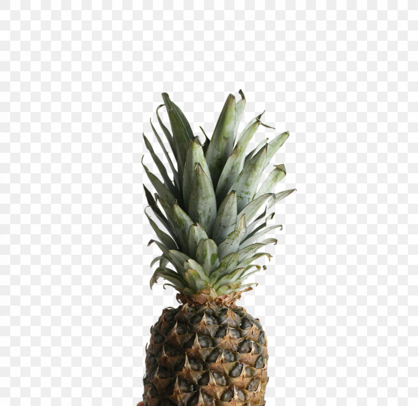 Pineapple, PNG, 1200x1167px, Pineapple, Biology, Flowerpot, Plants, Science Download Free