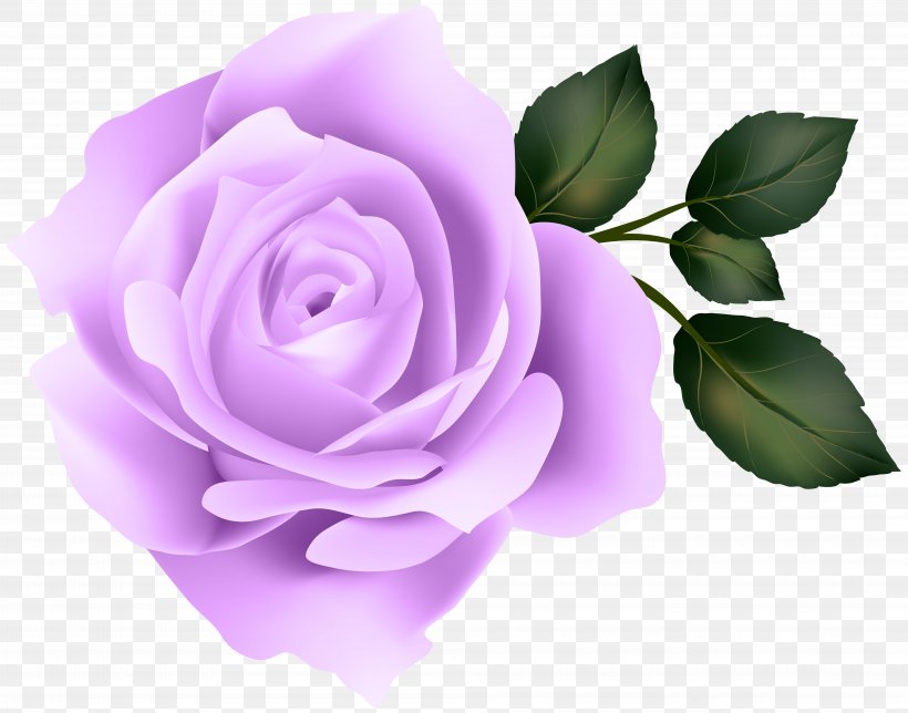 Rose Desktop Wallpaper Clip Art, PNG, 8000x6289px, Rose, Cut Flowers, Floribunda, Flower, Flowering Plant Download Free