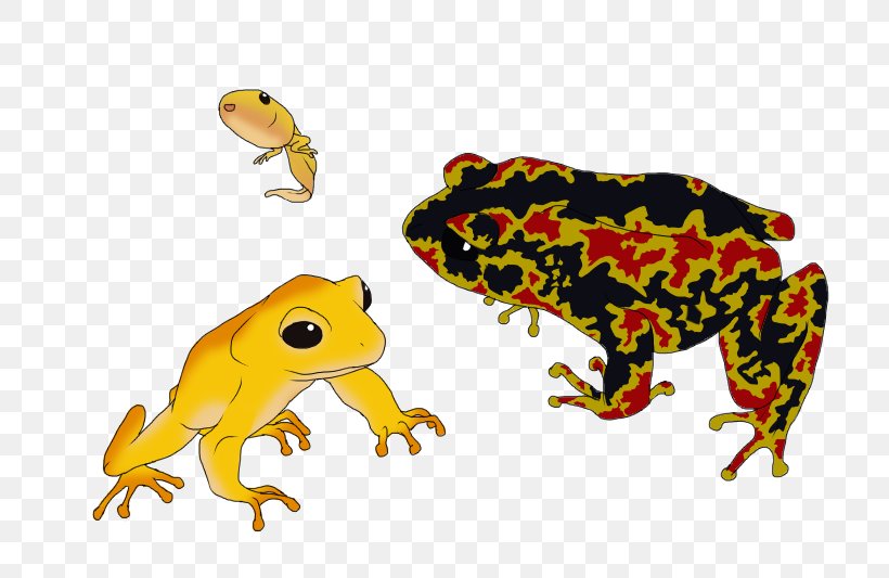 Toad True Frog Tree Frog Terrestrial Animal, PNG, 800x533px, Toad, Amphibian, Animal, Animal Figure, Fauna Download Free