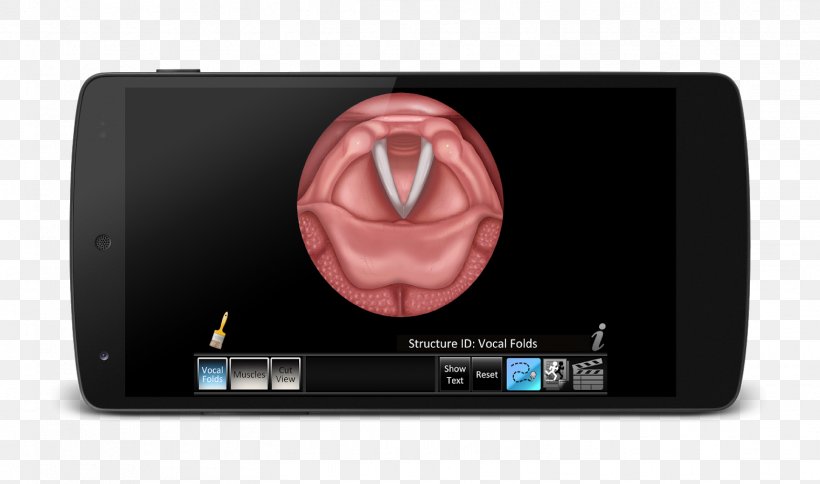 Vocal Folds Human Voice Muscles Of The Larynx Computer, PNG, 1522x900px, Vocal Folds, Anatomy, App Store, Apple, Computer Download Free