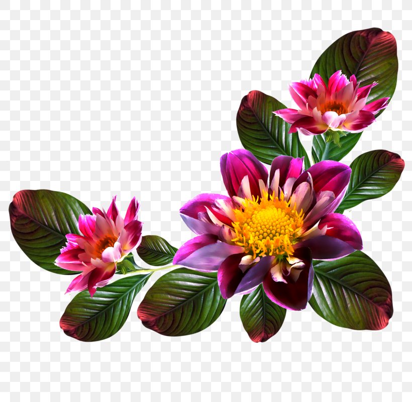 Digital Photo Frame Flower Photography Clip Art, PNG, 800x800px, Digital Photo Frame, Alstroemeriaceae, Annual Plant, Cut Flowers, Digital Image Download Free