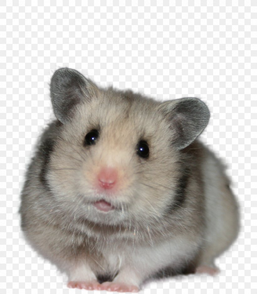 Golden Hamster Djungarian Hamster Domestic Animal Whiskers, PNG, 1200x1372px, Hamster, Computer Mouse, Djungarian Hamster, Domestic Animal, Dormouse Download Free