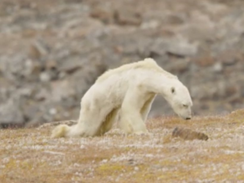 Polar Bear Baffin Island Moose Photographer, PNG, 2048x1535px, Polar Bear, Arctic, Baffin Island, Bear, Canada Download Free