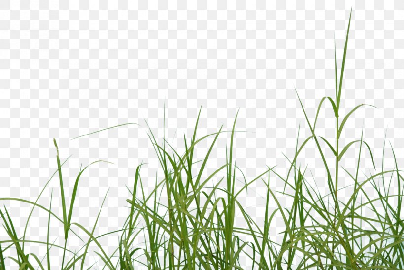 Grass Clip Art Image Lawn, PNG, 1680x1123px, Grass, Chrysopogon Zizanioides, Crop, Elymus Repens, Flowering Plant Download Free