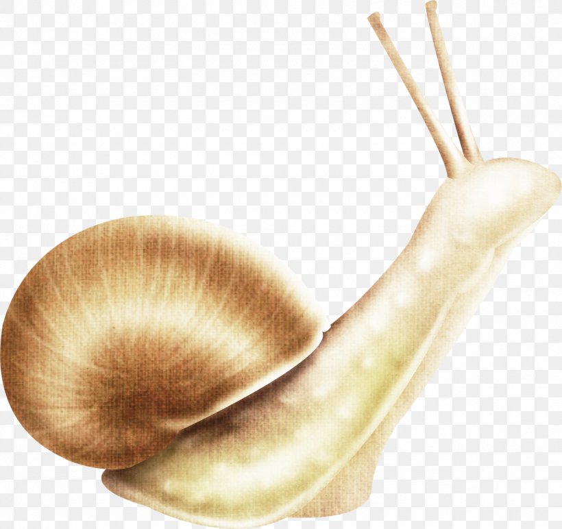 Snail Slime Escargot Icon, PNG, 1280x1206px, Gastropods, Invertebrate, Land Snail, Molluscs, Organism Download Free