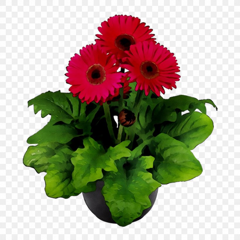 Transvaal Daisy Flowerpot Floral Design Cut Flowers, PNG, 1116x1116px, Transvaal Daisy, Artificial Flower, Barberton Daisy, Bouquet, Chrysanthemum Download Free
