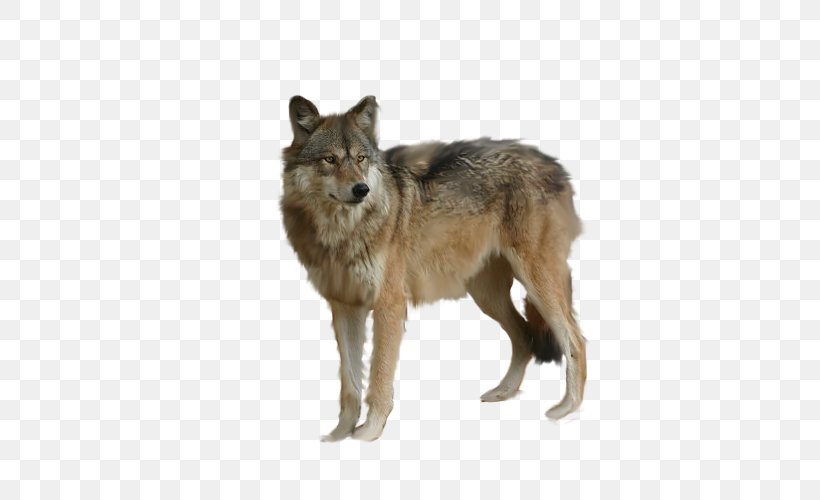Arctic Wolf DeviantArt, PNG, 500x500px, Arctic Wolf, Art, Black Wolf, Canis Lupus Tundrarum, Carnivoran Download Free