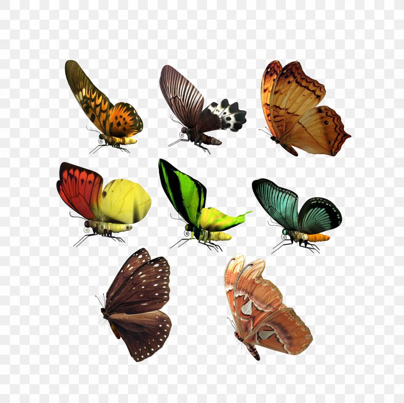 CorelDRAW Adobe Illustrator Icon, PNG, 1694x1691px, Butterfly, Arthropod, Deviantart, Insect, Invertebrate Download Free