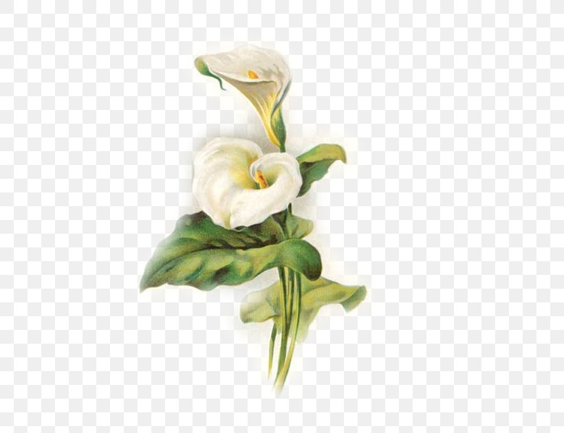 Easter Lily Background, PNG, 588x630px, Flower, Alismatales, Anthurium, Artificial Flower, Arum Download Free