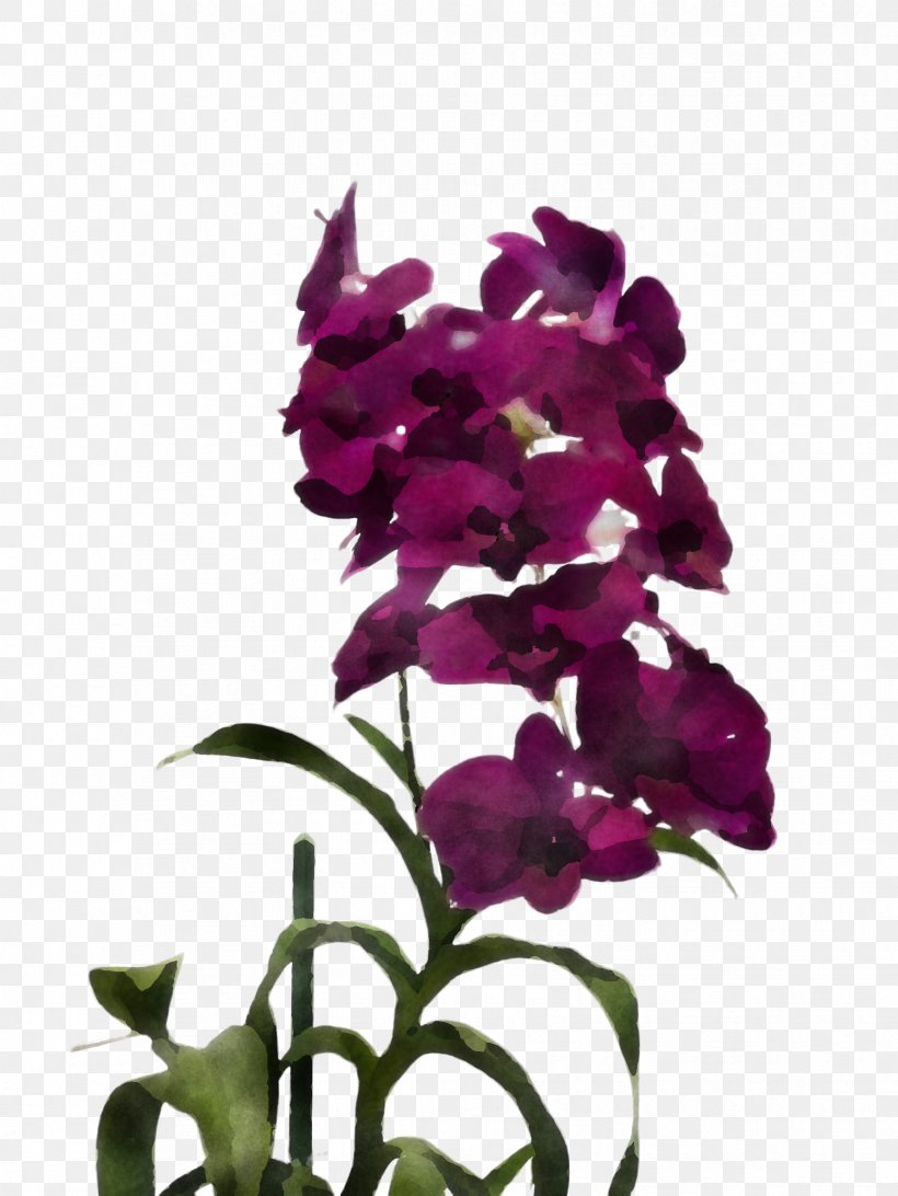 Flower Plant Purple Violet Petal, PNG, 1732x2308px, Flower, Cut Flowers, Dendrobium, Orchid, Petal Download Free