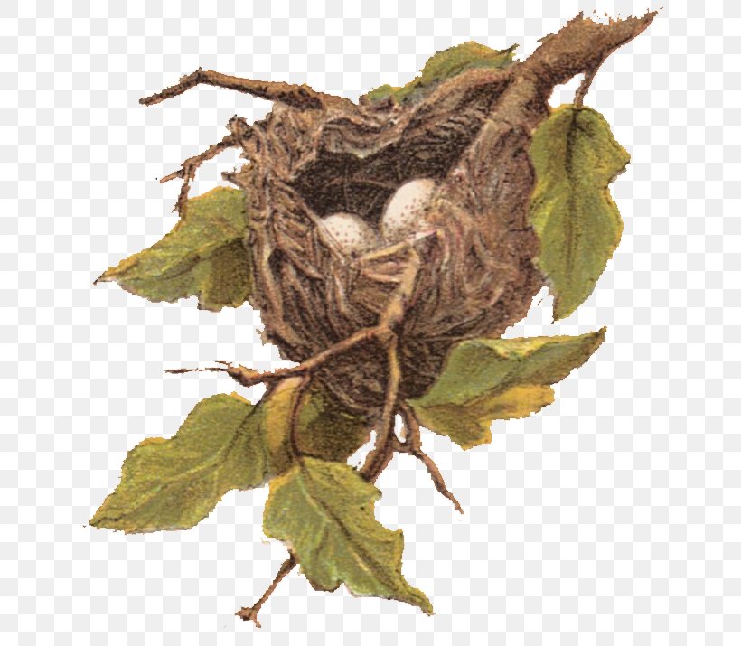 Bird Nest Sparrow Clip Art, PNG, 661x715px, Bird Nest, American Robin, Art, Bird, Bird Egg Download Free