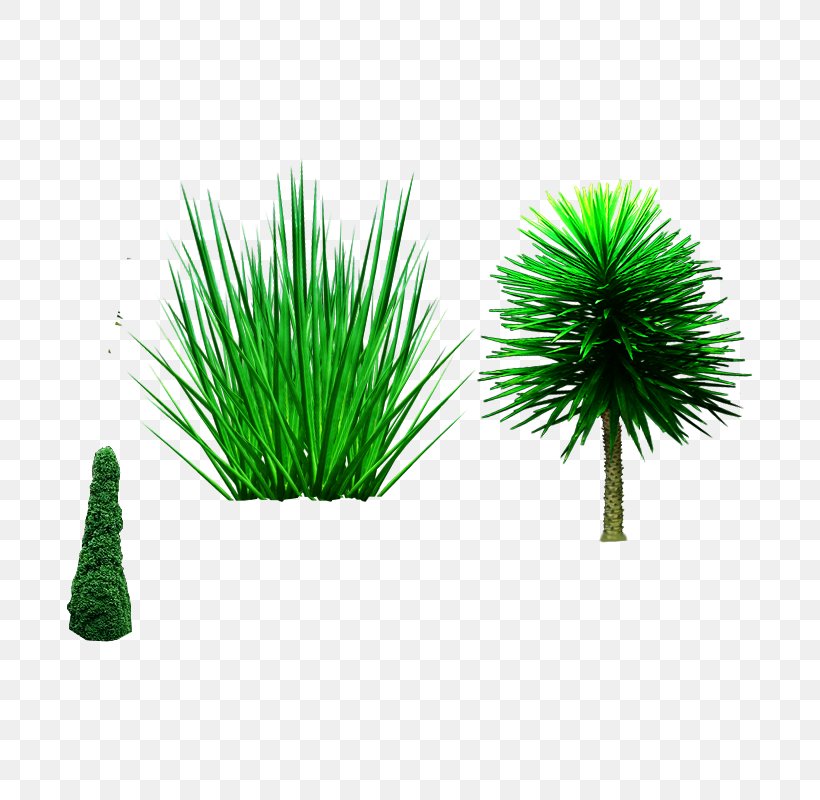 Tree Shrub Plant, PNG, 800x800px, Tree, Animation, Box, Flowerpot, Grass Download Free