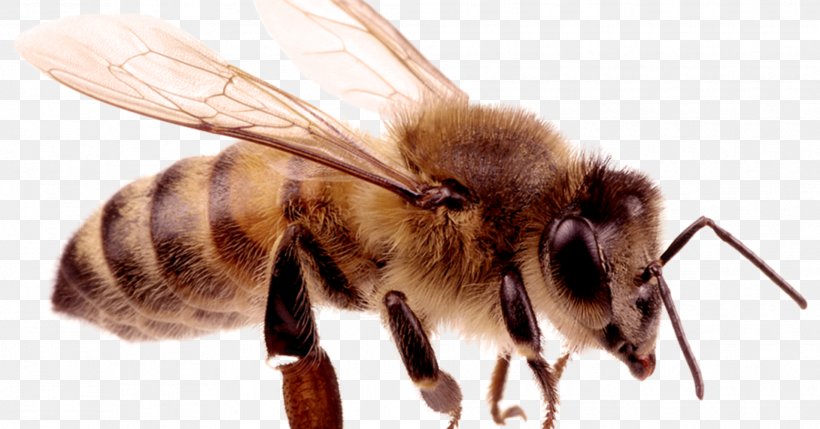 Hornet European Dark Bee Insect Carniolan Honey Bee, PNG, 1910x1000px, Hornet, Arthropod, Bee, Carniolan Honey Bee, European Dark Bee Download Free