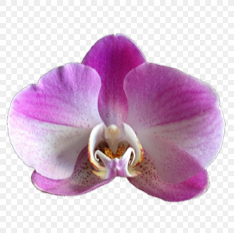 Moth Orchids Flower Phaius, PNG, 1600x1600px, Moth Orchids, Blossom, Boat Orchid, Cattleya Orchids, Dendrobium Download Free