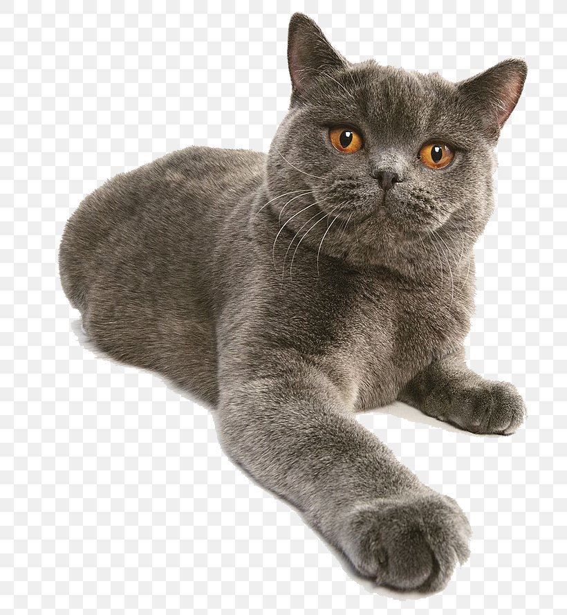 Snowbell Stuart Little British Shorthair Margalo Monty, PNG, 778x889px, Snowbell, American Wirehair, Asian, British Semi Longhair, British Shorthair Download Free