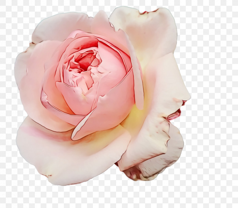 Garden Roses, PNG, 1648x1440px, Watercolor, Cabbage Rose, Closeup, Cut Flowers, Flower Download Free