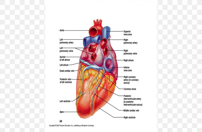 Heart Muscle Coronary Circulation Coronary Sinus Vein, PNG, 1626x1063px, Watercolor, Cartoon, Flower, Frame, Heart Download Free
