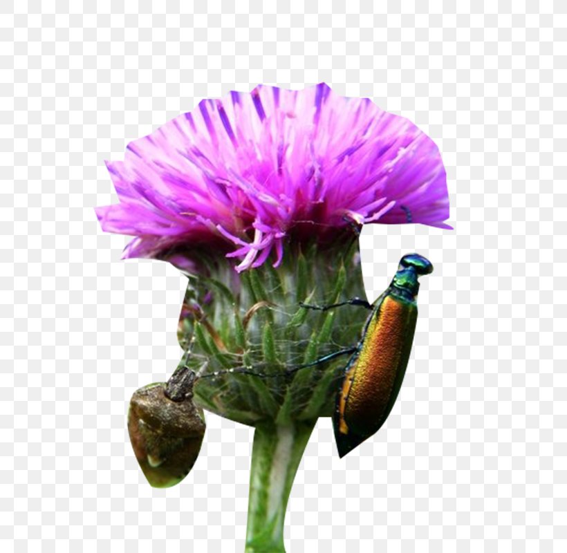 Milk Thistle Insect Plant Milk, PNG, 800x800px, Milk Thistle, Aphid, Cynara, Daisy Family, Flower Download Free