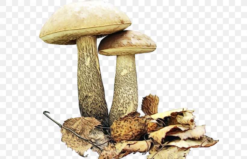 Mushroom Cartoon, PNG, 1682x1089px, Watercolor, Agaric, Agaricaceae, Agaricomycetes, Agaricus Download Free