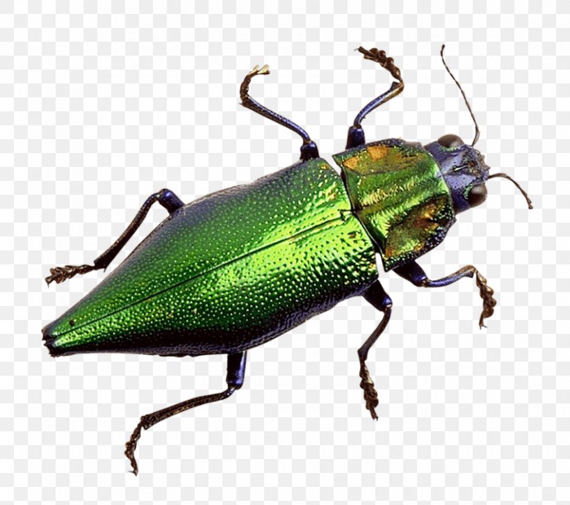 Scarabs Leaf Beetles Image, PNG, 850x753px, Scarabs, Animal, Arthropod, Beetle, Ground Beetle Download Free