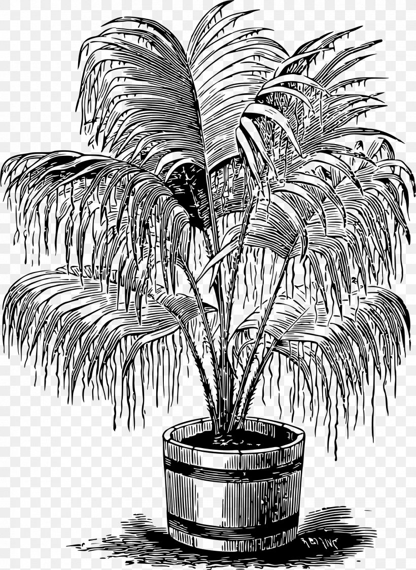 Arecaceae Monochrome Photography Woody Plant Drawing, PNG, 1752x2400px, Arecaceae, Arecales, Black And White, Date Palm, Drawing Download Free