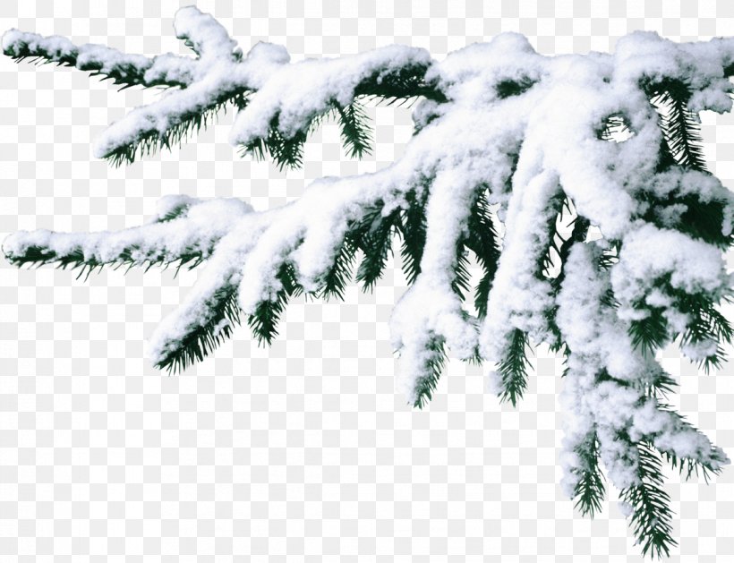 Desktop Wallpaper Clip Art, PNG, 1169x897px, Animation, Branch, Christmas Tree, Collage, Conifer Download Free