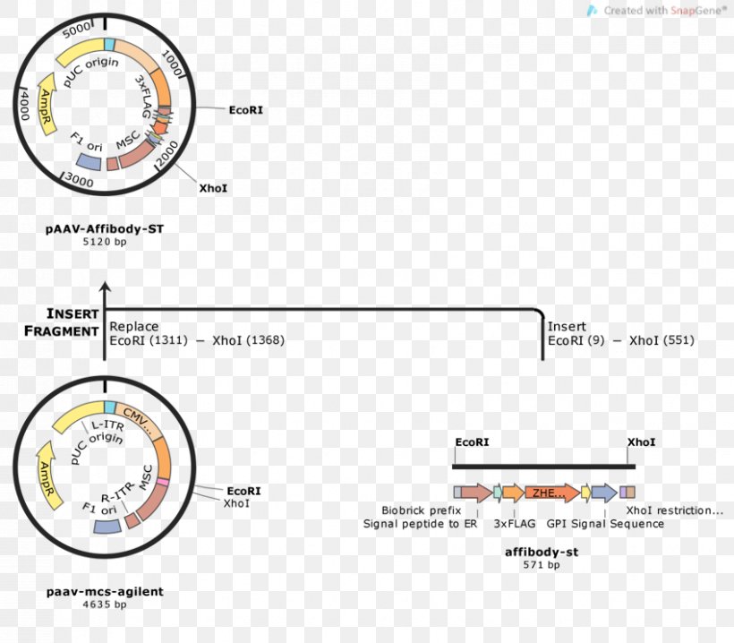 International Genetically Engineered Machine DCas9 Activation System Plasmid Cloning Adeno-associated Virus, PNG, 849x744px, Dcas9 Activation System, Adenoassociated Virus, Area, Biology, Cell Download Free