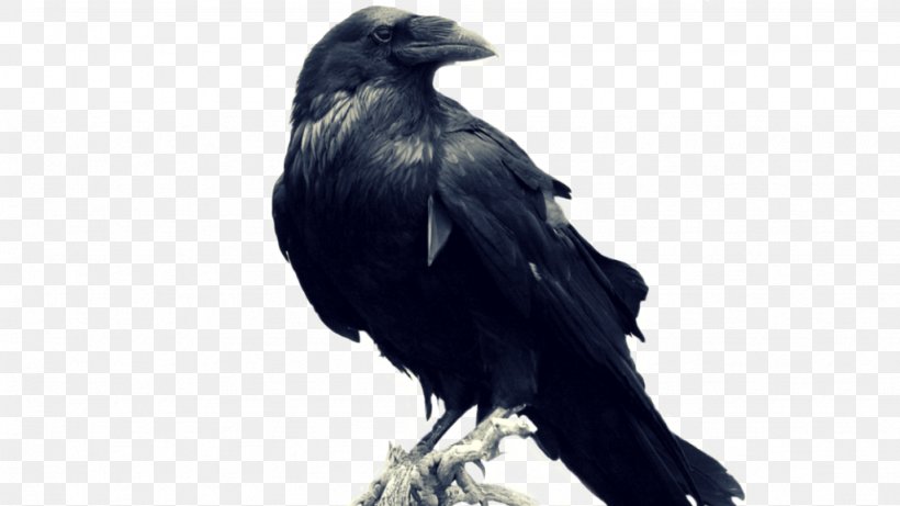 Common Raven Stock Photography Image, PNG, 1024x576px, Common Raven, American Crow, Beak, Bird, Blackbird Download Free