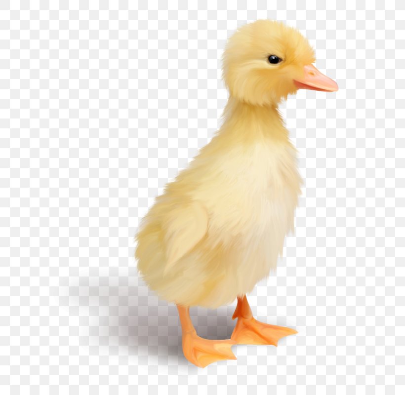 Duck Chicken Goose Kifaranga Bird, PNG, 683x800px, Duck, Artikel, Beak, Bird, Chicken Download Free
