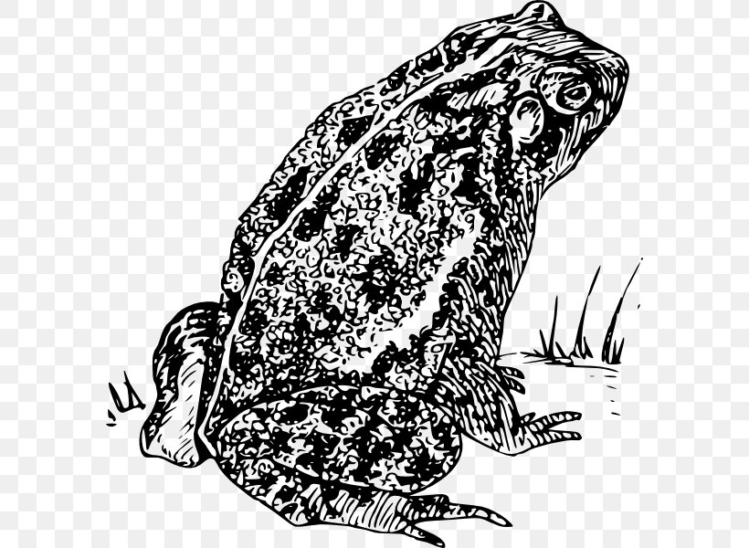Frog Amphibian Clip Art, PNG, 588x600px, Frog, American Toad, Amphibian, Art, Black And White Download Free