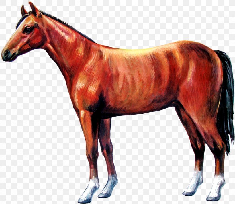 Mane Pony Colt Stallion Foal, PNG, 1200x1042px, Mane, Animal, Animal Figure, Bridle, Colt Download Free
