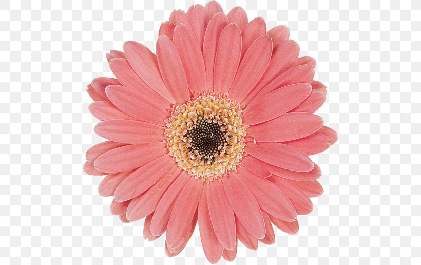 Transvaal Daisy Marguerite Daisy Chrysanthemum Cut Flowers Petal, PNG, 500x516px, Transvaal Daisy, Annual Plant, Argyranthemum, Aster, Asterales Download Free