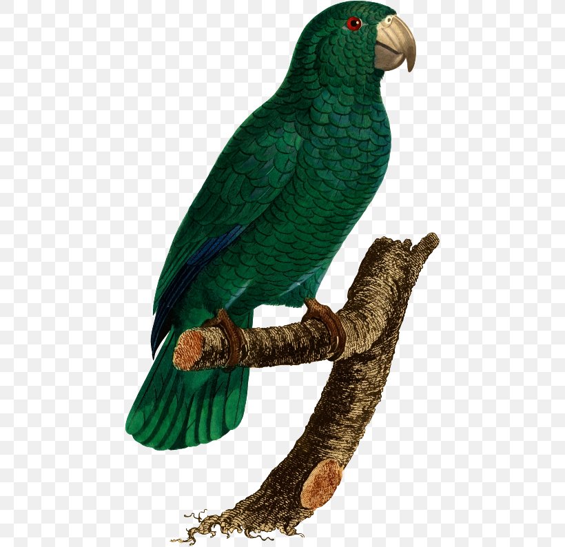 Budgerigar Parrot Histoire Naturelle Des Perroquets Lovebird, PNG, 457x794px, Budgerigar, African Grey, Beak, Bird, Common Pet Parakeet Download Free