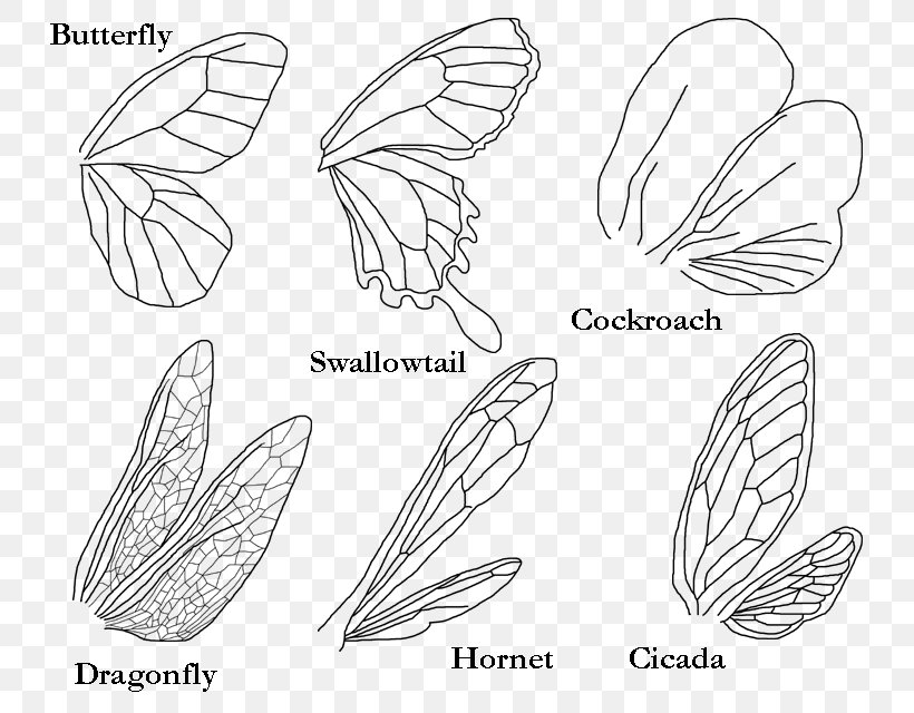 Butterfly Insect Wing Bird, PNG, 800x640px, Butterfly, Angel Wing, Area, Art, Artwork Download Free