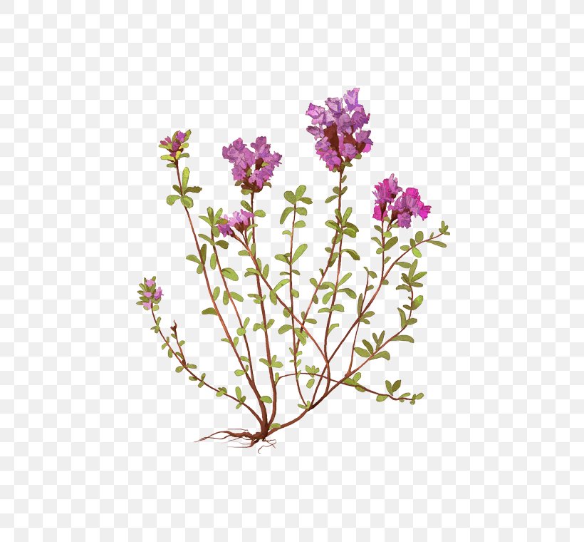 Lavender Violet Cut Flowers Plant Stem, PNG, 472x760px, Lavender, Branch, Branching, Cut Flowers, Flora Download Free